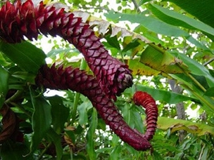 Costus 'Peruvian Pineapple' - Spiral Ginger